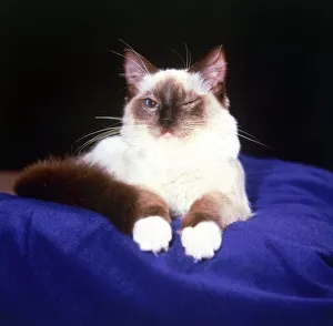Four months old rag doll cat Fawpaws Ragjerry of Patriaca (knows as Jizzy Four months old rag doll cat Fawpaws Ragjerry of Patriaca (knows as Jizzy