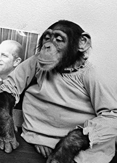 Monty the Chimpanzee at Dudley Zoo November 1971 Monty the Chimpanzee at Dudley Zoo November 1971