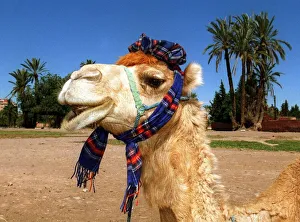 Morocco world cup feature June 1998 Marrakesh a camel wears tartan scarf Morocco world cup feature June 1998 Marrakesh a camel wears tartan scarf