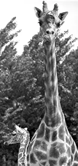 Mother and baby giraffe enjoy each other company at Twycross zoo, Warwickshire Mother and baby giraffe enjoy each other company at Twycross zoo, Warwickshire