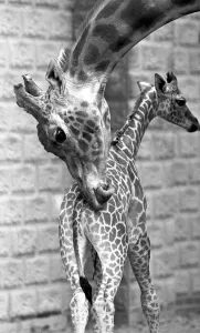 Mother and baby giraffe enjoying each others company at Twycross zoo, Warwickshire Mother and baby giraffe enjoying each others company at Twycross zoo, Warwickshire