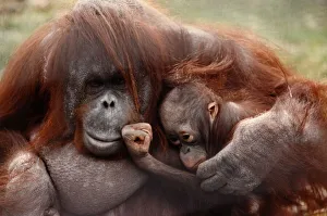 A mother orang-utan cuddling her young April 1991 P004101 A mother orang-utan cuddling her young April 1991 P004101