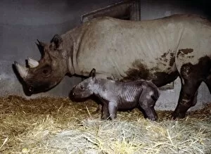 Images Dated 1st September 1978: Mother rhinoceros June with her two days old baby Kes at London Zoo September 1978