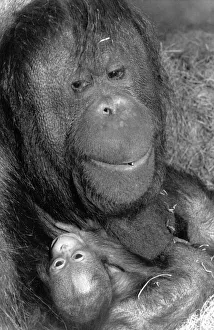 Mother's Day at London Zoo: Bulu the Orang-Utan. Ani Monkeys now 28 years old Mother's Day at London Zoo: Bulu the Orang-Utan. Ani Monkeys now 28 years old