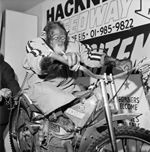 Motorcycle Show: Jenny an 8 year old chimp from Broxsbourne, Zoo Motorcycle Show: Jenny an 8 year old chimp from Broxsbourne, Zoo
