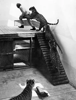 Mr. John Aspinall and tigers at Howletts Zoo. July 1971 Mr. John Aspinall and tigers at Howletts Zoo. July 1971