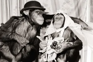 Mr and Mrs Chimp Two Chimpanzees in bride and groom clothing Mr and Mrs Chimp Two Chimpanzees in bride and groom clothing