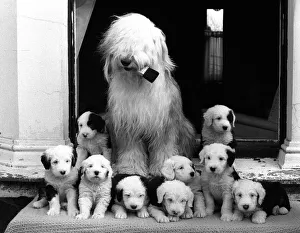 Mrs Dulux, an Old English sheepdog, and her litter of sheep dog puppies sit on the front Mrs Dulux, an Old English sheepdog, and her litter of sheep dog puppies sit on the front