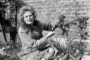 Mrs. Margaret Thatcher enjoying the sunshine in her front garden of her London Home Mrs. Margaret Thatcher enjoying the sunshine in her front garden of her London Home