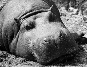 A muddy hippo wallows away the lazy hours at Chester Zoo. August 1974 P011691 A muddy hippo wallows away the lazy hours at Chester Zoo. August 1974 P011691