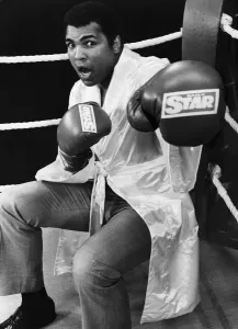 Muhammad Ali poses in a boxing ring in a sparring pose wearing boxing gloves with Daily Muhammad Ali poses in a boxing ring in a sparring pose wearing boxing gloves with Daily
