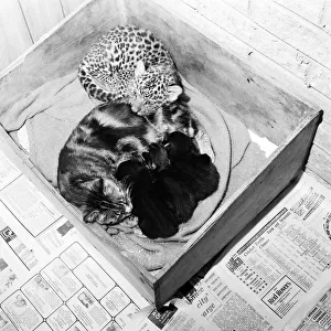 Mum to a tough, fast baby...... You will go a long way before you can top this cat Mum to a tough, fast baby...... You will go a long way before you can top this cat