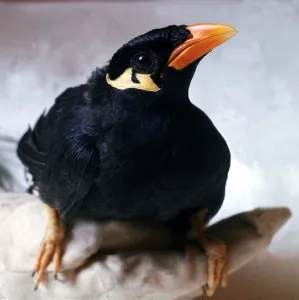 A mynah bird perched on a branch February 1989 A mynah bird perched on a branch February 1989