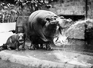 Myra the hippo washes down a king-size lunch at Chester zoo Myra the hippo washes down a king-size lunch at Chester zoo