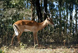 Nairobi Game Park in Kenya Gazelle February 1971 Nairobi Game Park in Kenya Gazelle February 1971