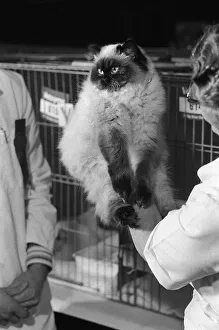 The National Cat Club Championship Show 1978 The National Cat Club Championship Show 1978