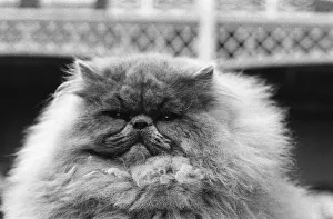 National Cat Club Championship at the Olympia. Blue Persian cat in the show National Cat Club Championship at the Olympia. Blue Persian cat in the show