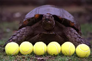 National Lottery Winston giant tortoise Glasgow Zoo used to select numbers 6 tennis balls National Lottery Winston giant tortoise Glasgow Zoo used to select numbers 6 tennis balls