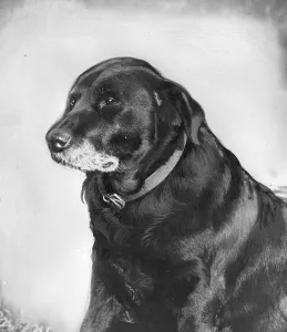 Nelly Bligh, the dog. This dog, called Nelly Bligh, owned by Mr Mallion Nelly Bligh, the dog. This dog, called Nelly Bligh, owned by Mr Mallion