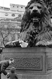 Nelsons Column Lions Trafalgar Square London. One of the four Lion statues at the base of Nelsons Column Lions Trafalgar Square London. One of the four Lion statues at the base of