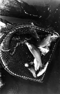 A netful of trout from a fish farm 01/07/79 circa A netful of trout from a fish farm 01/07/79 circa