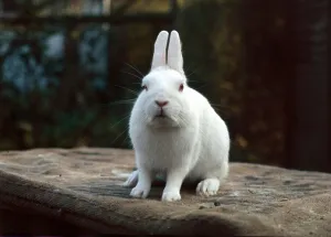 A Netherland Dwarf white rabbit February 1989 A Netherland Dwarf white rabbit February 1989