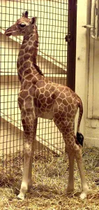 New baby giraffe Kitale born at Dudley Zoo New baby giraffe Kitale born at Dudley Zoo