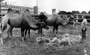 Three new camel arrivals at Coventry Zoo park. 17th July 1973 Three new camel arrivals at Coventry Zoo park. 17th July 1973