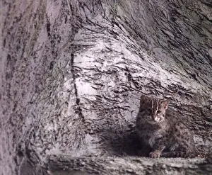 One of the new fishing cat kittens who will soon be viewable by the public at Drayton One of the new fishing cat kittens who will soon be viewable by the public at Drayton