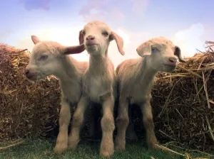 The new triplets born at Broomey Croft childrens farm they are half Toggenburg The new triplets born at Broomey Croft childrens farm they are half Toggenburg