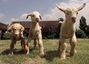 THE NEW TRIPLETS BORN AT BROOMEY CROFT CHILDRENS FARM THEY ARE HALF TOGGENBURG AND HALF THE NEW TRIPLETS BORN AT BROOMEY CROFT CHILDRENS FARM THEY ARE HALF TOGGENBURG AND HALF