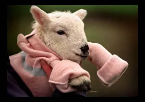 Newly born Lamb Claudia with the new woollen jumper March 1998 Newly born Lamb Claudia with the new woollen jumper March 1998