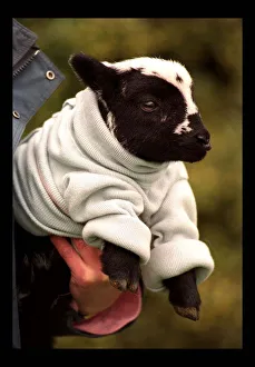 Newly born Lamb Naomi with the new woollen jumper March 1998 Newly born Lamb Naomi with the new woollen jumper March 1998