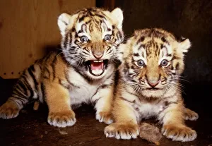 Newly born twin tiger cubs born to Hattie at marwell Zoo June 1985 Newly born twin tiger cubs born to Hattie at marwell Zoo June 1985