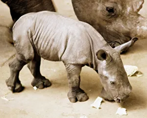 A newly born white rhino at Blackpool Zoo named Nykasi pictured with its mother Mopane A newly born white rhino at Blackpool Zoo named Nykasi pictured with its mother Mopane