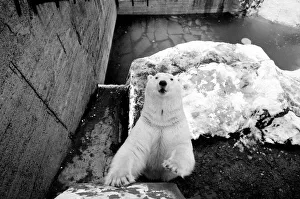 Nosey polar bear at London Zoo December 1970 A©Mirrorpix Nosey polar bear at London Zoo December 1970 A©Mirrorpix