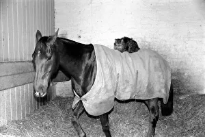 Ocean King wearing his coat was in his stall and on his back was a light weight jockey in Ocean King wearing his coat was in his stall and on his back was a light weight jockey in