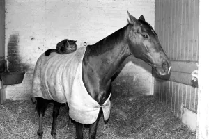 Ocean King wearing his coat was in his stall and on his back was a light weight jockey in Ocean King wearing his coat was in his stall and on his back was a light weight jockey in