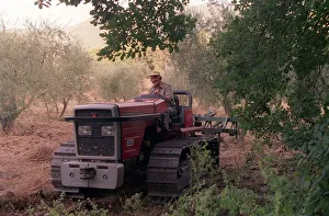 Olive Farmer known as a Contadino cleaning an Olive grove in the hills of Monte Sabbini Olive Farmer known as a Contadino cleaning an Olive grove in the hills of Monte Sabbini