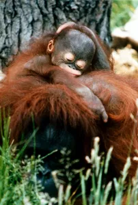 Orang-Utan Lola and baby Jorong at Chester Zoo. November 1995 Orang-Utan Lola and baby Jorong at Chester Zoo. November 1995
