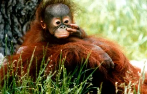 Orang-Utan Lola and baby Jorong picking its nose at Chester Zoo. November 1995 Orang-Utan Lola and baby Jorong picking its nose at Chester Zoo. November 1995