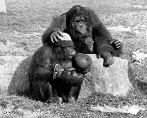 Orang Utans Azimath and Sabahplaying in Blackpool Zoo Orang Utans Azimath and Sabahplaying in Blackpool Zoo