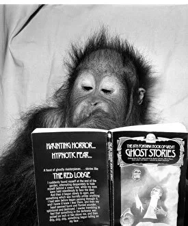 Images Dated 20th November 1980: An Orangutan reading ghost stories. 20th November 1980