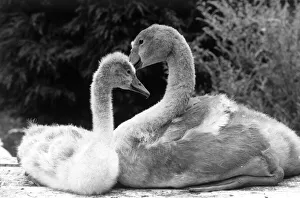 Two orphaned cygnets after their mother died of lead poisioning from discarded fishing Two orphaned cygnets after their mother died of lead poisioning from discarded fishing