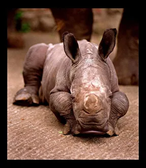 Otze the Rhinocerous born at Edinburgh Zoo June 1998 Otze the Rhinocerous born at Edinburgh Zoo June 1998