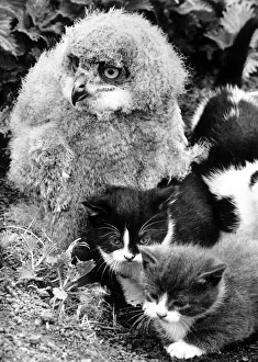 The owl and the pussycats. This eagle owl chick has found companionship with The owl and the pussycats. This eagle owl chick has found companionship with