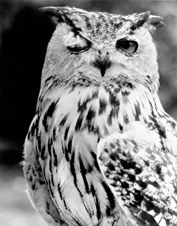 This owl has its own ways of trying to find a partner - by a suggestive wink with its eye This owl has its own ways of trying to find a partner - by a suggestive wink with its eye