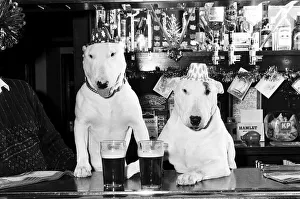 A pair of bull terriers seen here enjoying a couple of pints of stout at their local pub A pair of bull terriers seen here enjoying a couple of pints of stout at their local pub