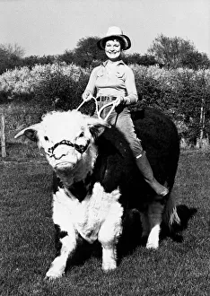 Pamela Noel is taking one of her Hereford bulls for a ride on ther farm near Reading Pamela Noel is taking one of her Hereford bulls for a ride on ther farm near Reading
