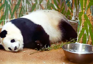 Panda bear Ming Ming from London Zoo is said to be pregnant. Bao Bao is the father Panda bear Ming Ming from London Zoo is said to be pregnant. Bao Bao is the father